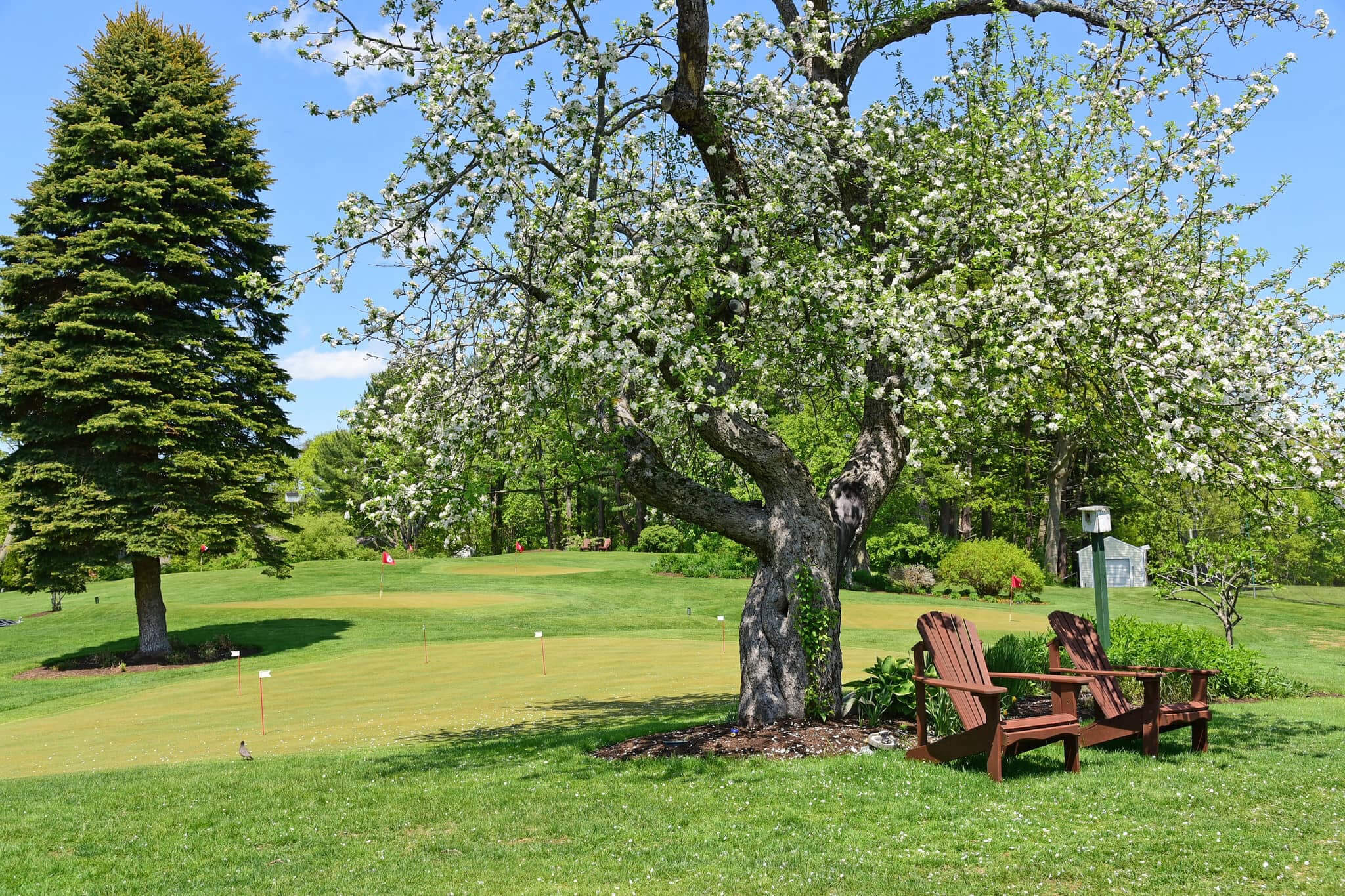 Apple tree on the Hillcrest Golf course