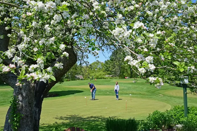 Spring apple blossoms